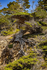 Fototapeta premium Beautiful landscape, views of cypress trees, ocean coast, in Point Lobos State Park on the central coast of California.