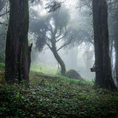 Tree dancing among straight trees on a foggy day in Serra de Sintra in Portugal.