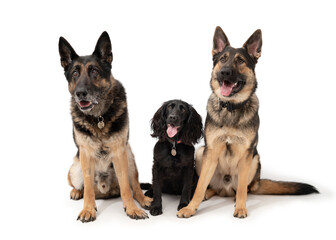 German shepherd and cocker spaniel on a white background