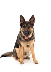 German shepherd dog isolated on a white background