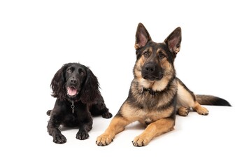 German shepherd and cocker spaniel on a white background