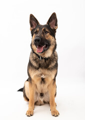 German shepherd dog isolated on a white background