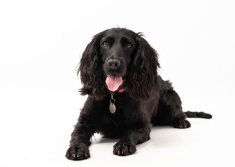 black springer spaniel isolated on white background
