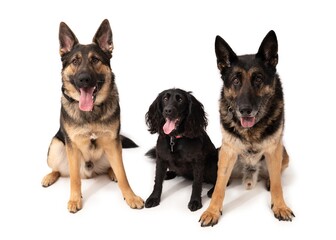 German shepherd and cocker spaniel on a white background