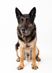 German shepherd dog isolated on a white background