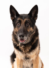 German shepherd dog isolated on a white background
