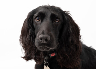 black springer spaniel isolated on white background