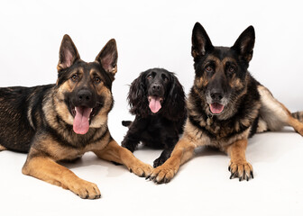 German shepherd and cocker spaniel on a white background