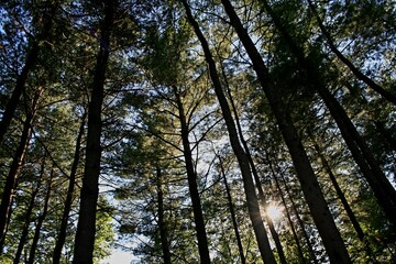 Fototapeta premium trees in the forest