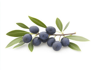 Macro Close Up of a Black Olive  Branch Isolated on a White Background, Room for Text, Room for Copy