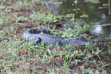 Alligator at Avery Island