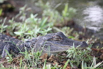 Alligator at Avery Island