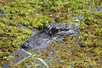 Alligator at Avery Island