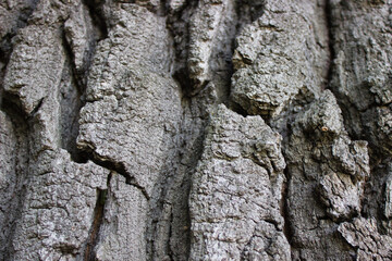 Detailed View of Tree Bark Texture