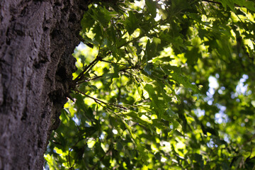 Sunlight Filtering Through Oak Leaves