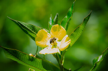 Abeja en flor amarilla
