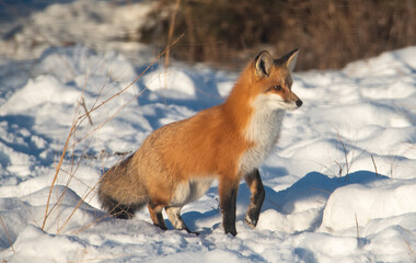 Red fox in the snow