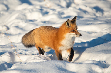 Red fox in the snow