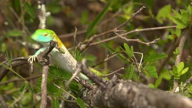 A close-up of a rainbow whiptail lizard on a branch in the Tatacoa Desert