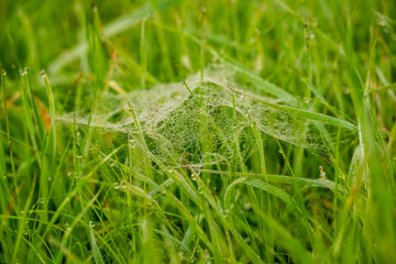 Morning Dew Clings to Spider Web In Tall Green Grass