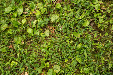 Multiple Green Plants Grow Along Blue Ridge Parkway