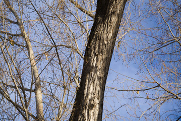 Large leafless leaning tree in the fall with blue sky