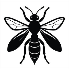 black wasp isolated on white