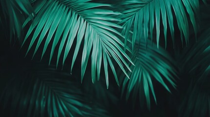 Lush Green Palm Leaves Background for Nature Themes, Tropical Decor, and Botanical Designs in High Resolution with Vibrant Color Palette
