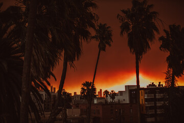 Palm trees silhouetted in the glow of the Palisades fire in Los Angeles, California 