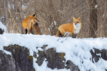 Red fox  in harsh Canadian winter