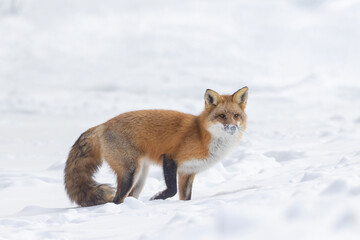 Red fox  in harsh Canadian winter