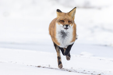 Obraz premium Red fox running in winter