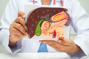 Liver with gallbladder, pancreas spleen and duodenum, Asian doctor holding human anatomy model for...