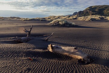 Driftwood rests on a dark sand dune, wind patterns visible. Nature's artistry. WHATIPU, AUCKLAND,...
