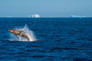 Humpback whale breach in Antarctica © Kia