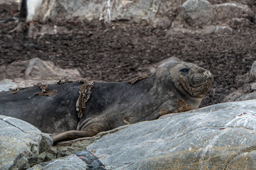 Molting seal in Antarctica