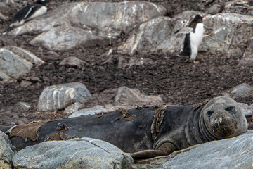 Snot Seal (Antarctica)