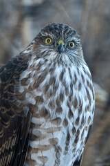 Sharp-shinned hawk (Accipiter striatus); Laramie, Wyoming 