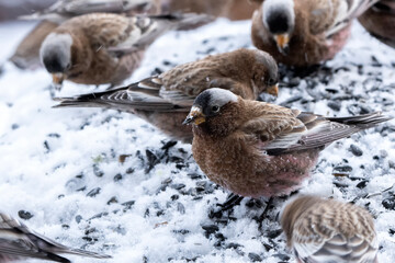 Gray-crowned Rosy-Finch (Leucosticte tephrocotis) in snowstorm; Laramie, Wyoming