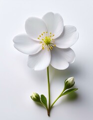 Obraz premium 白い背景に1輪の小さな春の花が静かに配置され、清潔感のあるシンプルなデザイン 