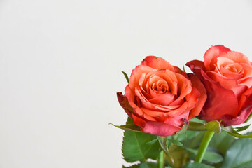 赤い薔薇