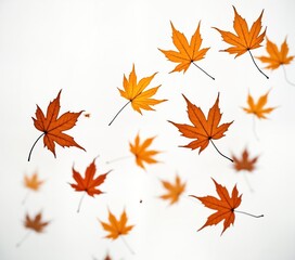 Fototapeta premium Autumn leaves float in air. Colorful falling leaves. Orange, brown maple leaves. Gentle breeze. Autumn season. Nature scene. Calm fall day. Beauty of nature. Natural background. Perfect for seasonal