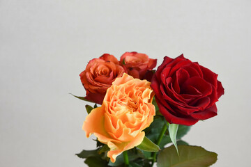 赤とオレンジ色のばら