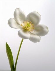 Fototapeta premium 白い背景に春の花が一輪、シンプルで清潔感のあるクローズアップがナチュラルで穏やかな美しさを放つ 