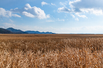 reed field and cloudy sky