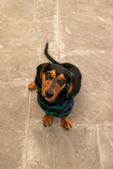 clothed dog sitting on the floor looking at the camera 