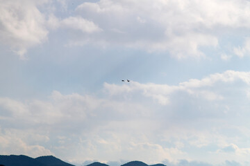 migration birds flying in the cloudy sky
