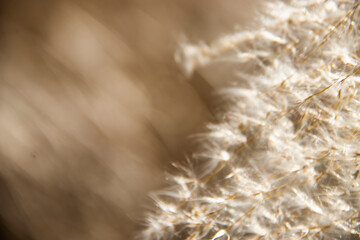 Obraz premium Reed, Winter, Autumn, Dandelion, Dreamy, Scenery, Void, Warm Colors
