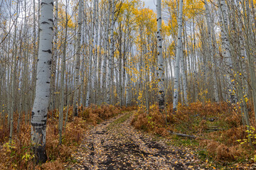 Obraz premium Fall hike outdoors fall colors