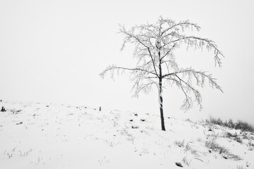 Lonely beech tree in winter landscape